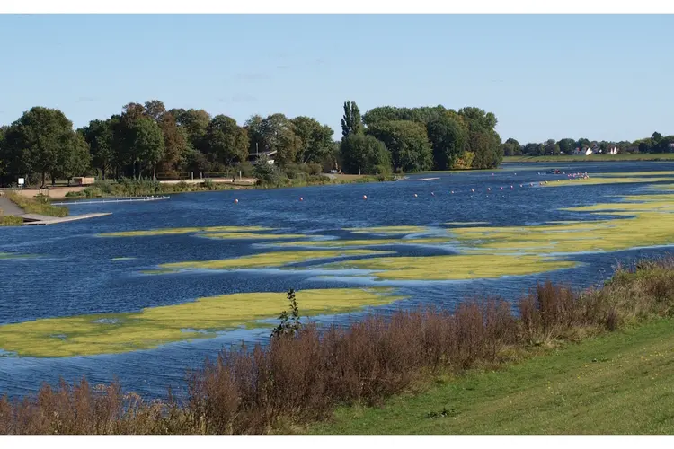 Provincie stelt een waarschuwing in vanwege blauwalgen