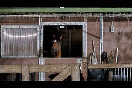 Uitslaande brand in bijgebouw aan Engweg in Heerde, paarden tijdelijk in veiligheid gebracht
